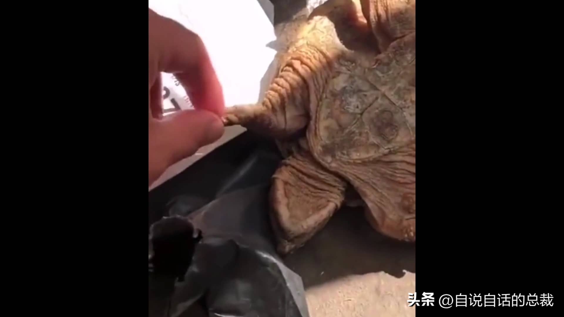 龟蛇大战,龟蛇大战故事