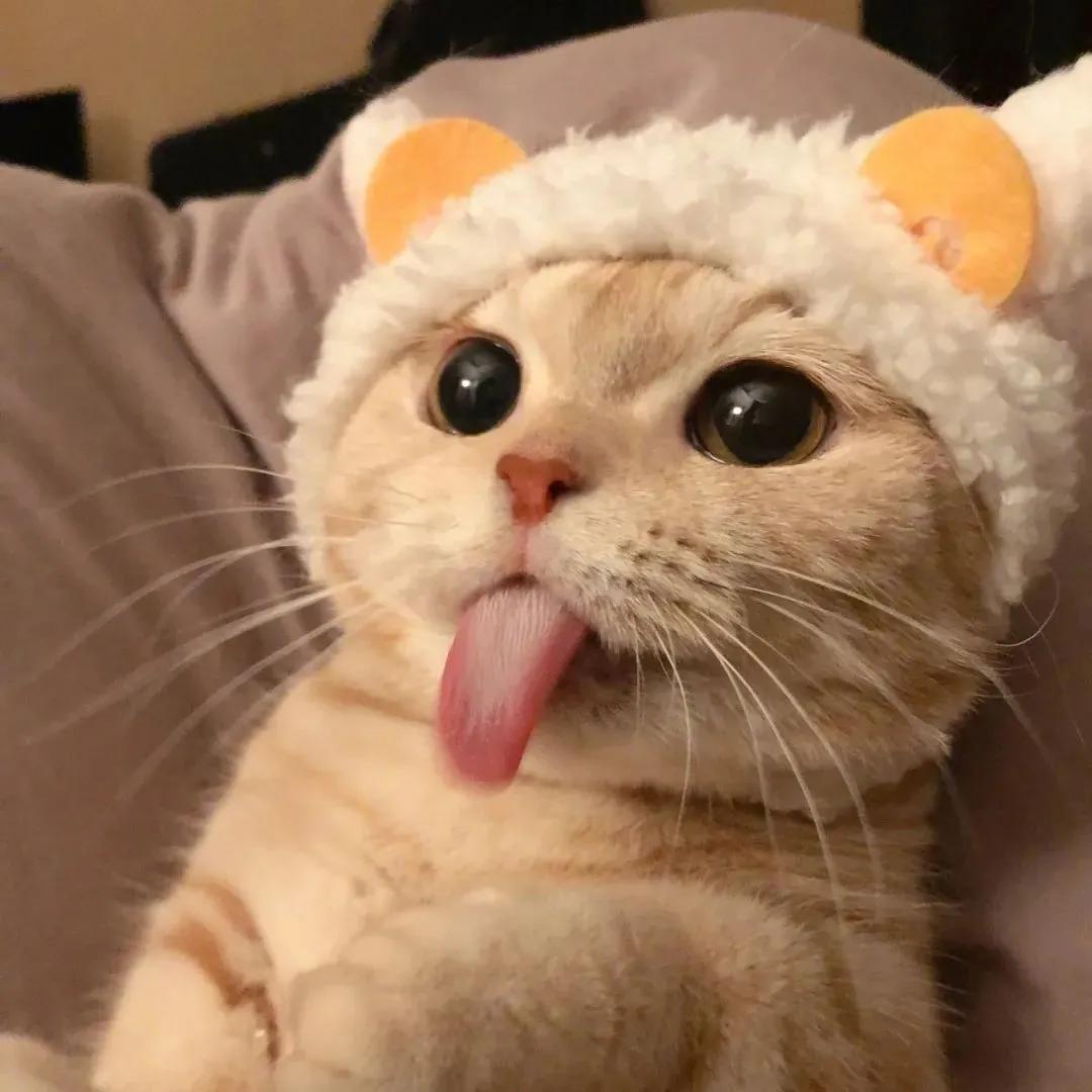 可爱的小猫优秀作品欣赏（二）