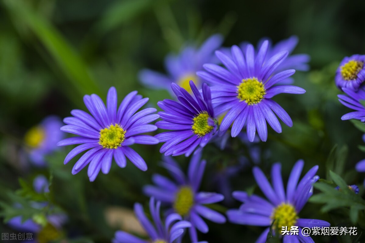 一丛黄菊花图片欣赏,五颜六色姹紫嫣红的鲜花