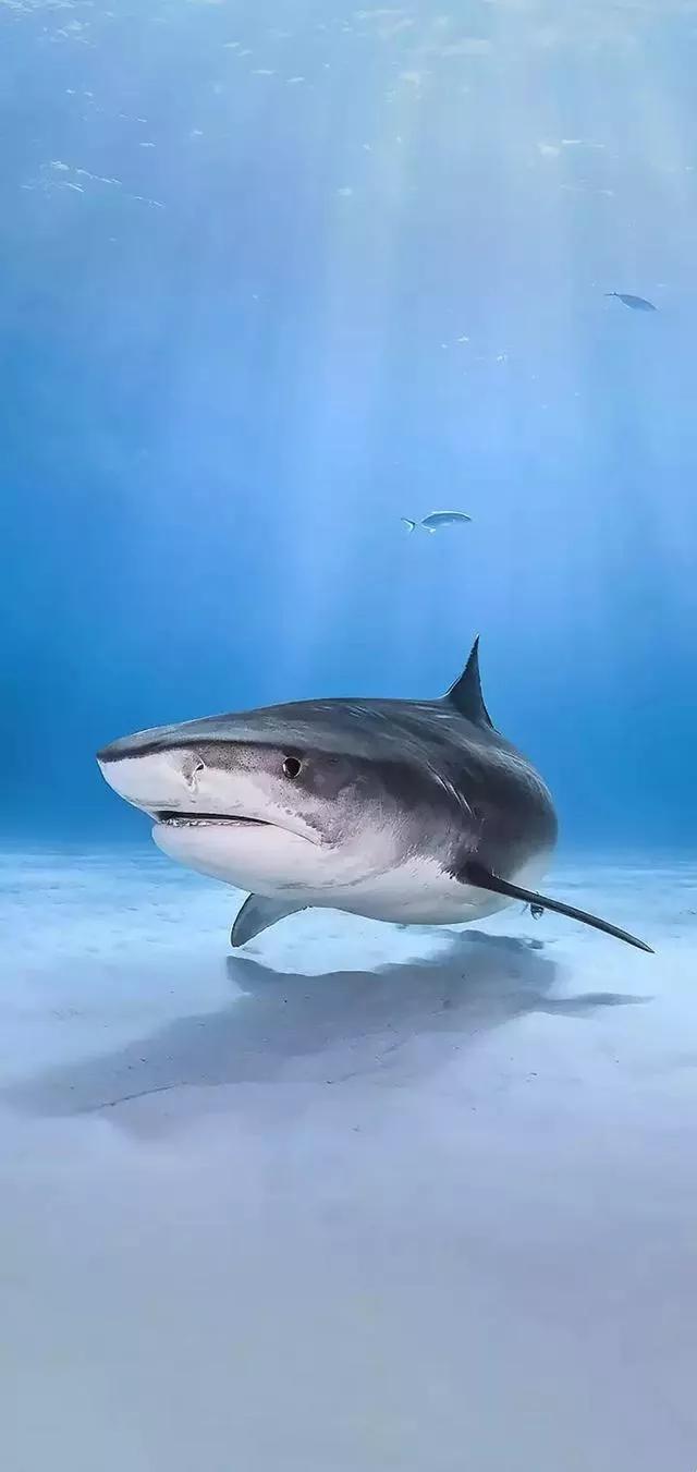 海底世界高清大图壁纸,手机动态海底世界鱼壁纸