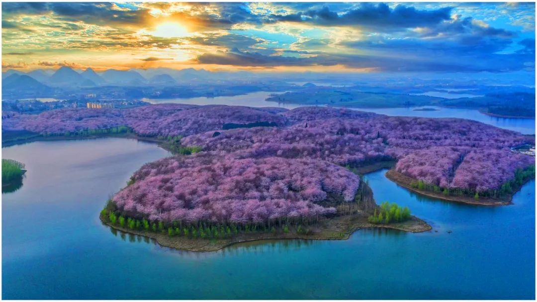 贵州安顺平坝万亩樱花园,安顺平坝樱花园面积有多少