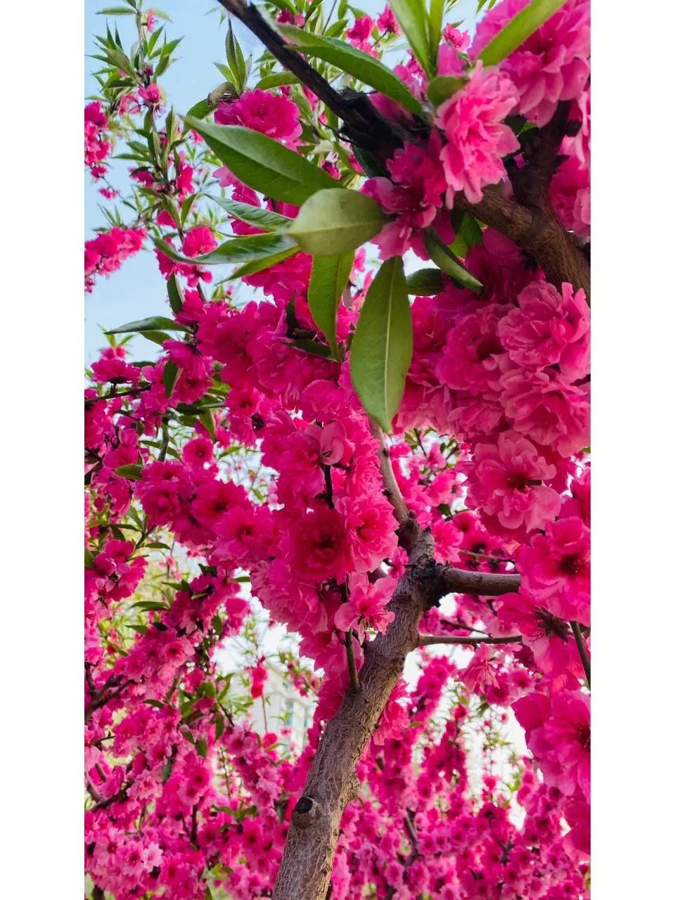 桃花运是艳遇还是恋爱,为什么桃花运叫桃花运