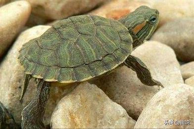 巴西彩龟养殖方法和注意事项,巴西翠龟品种
