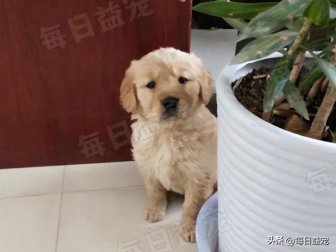 土狗趴地上尿尿怎么回事,土狗撒尿在金毛身上