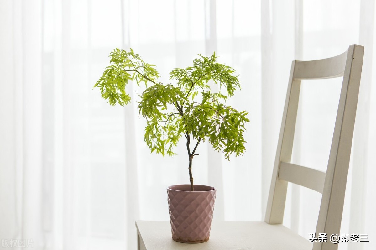 女作家去做保姆517,女作家去做保姆最新篇文章