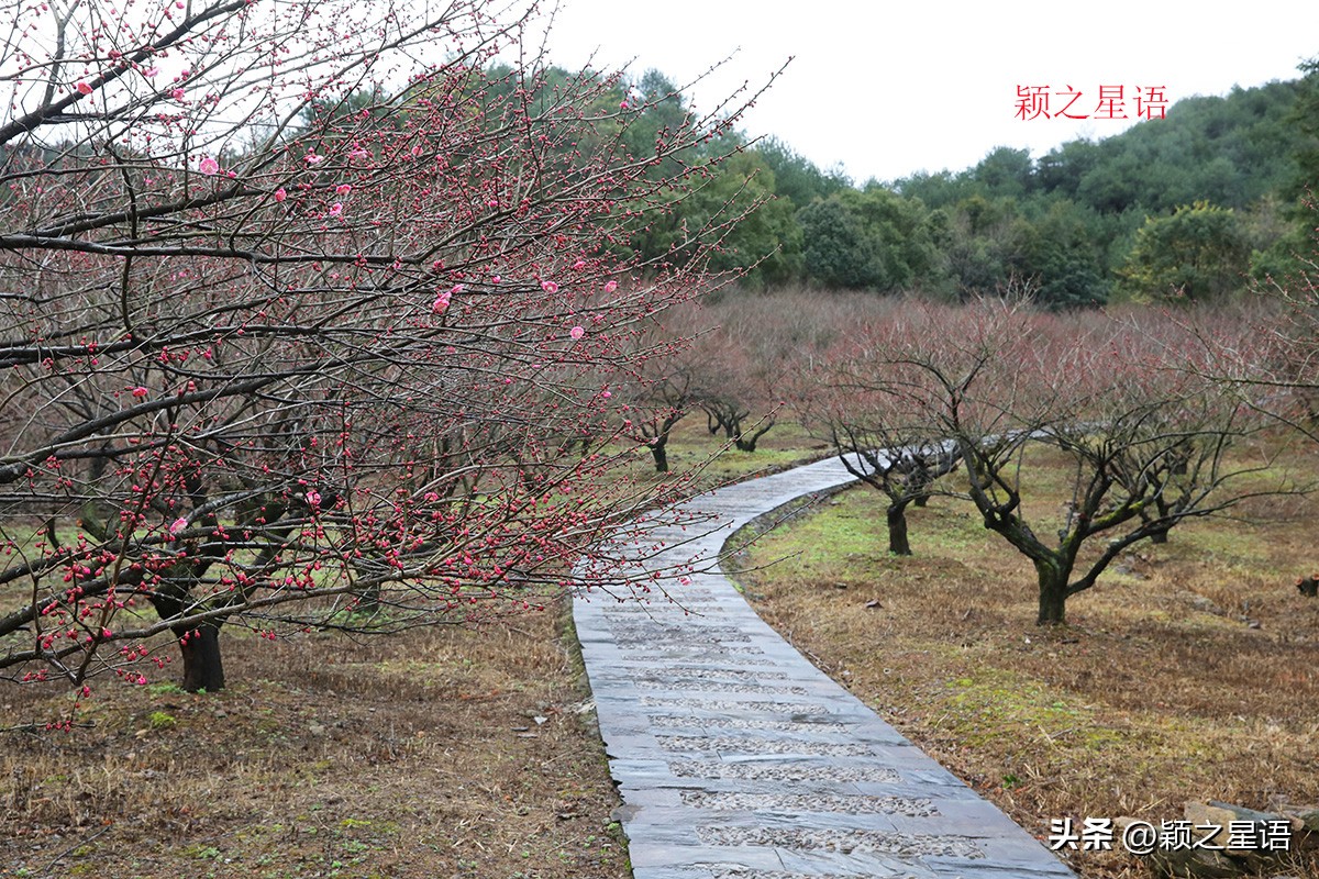 没有花的花博园，收费变免费，梅花正艳