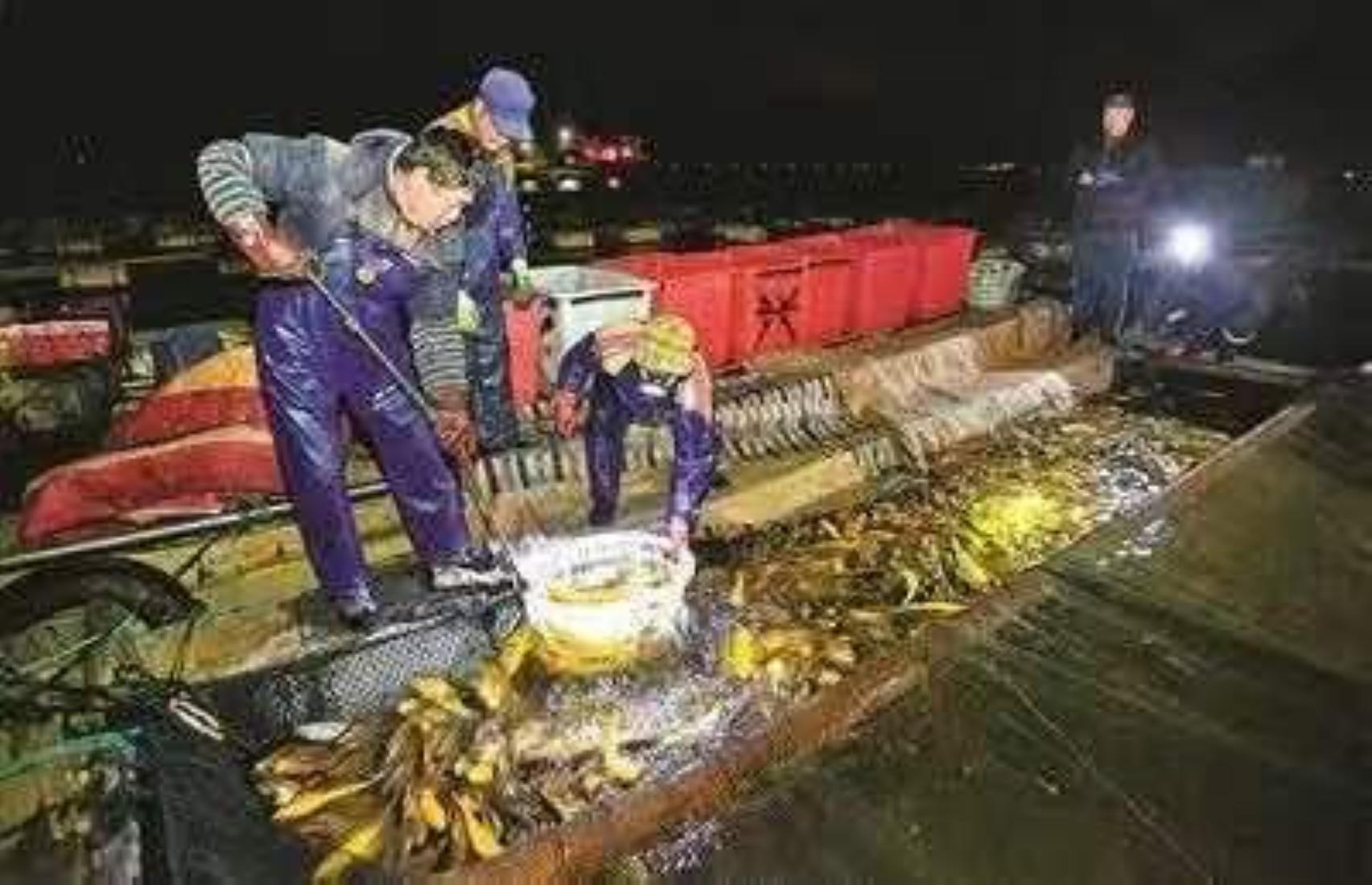 渔民捕获价值3万的野生大黄鱼,石浦渔民一网4000多斤野生大黄鱼