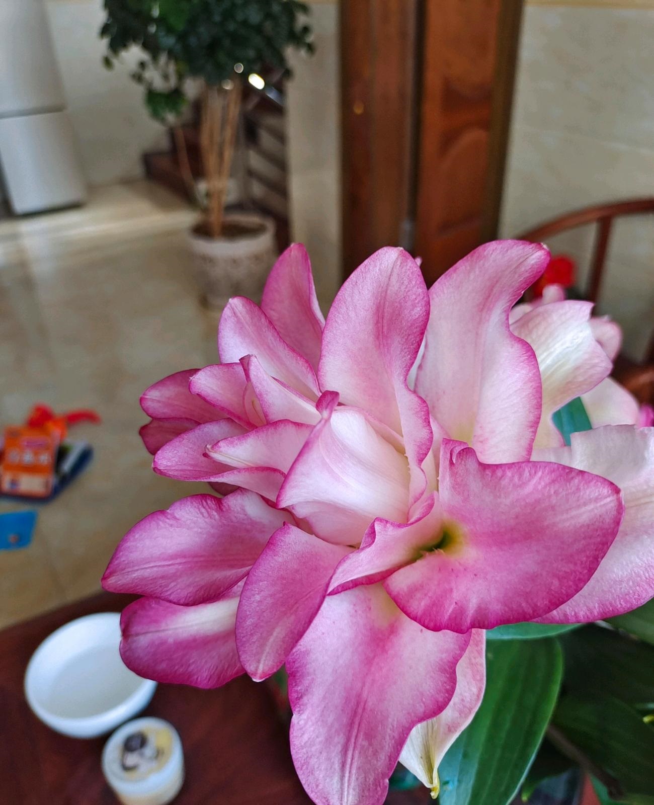 重瓣百合花的种类大全,朋友养的重瓣百合花真的挺漂亮