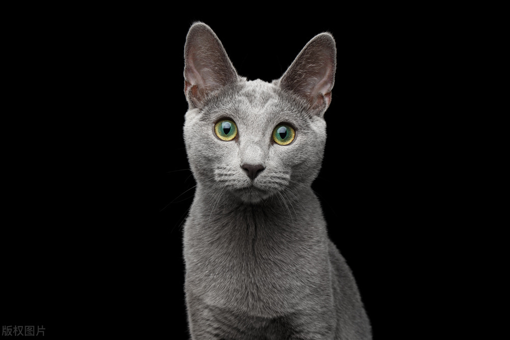 蓝猫会生出白灰色的猫吗,蓝猫和灰色的猫有什么区别