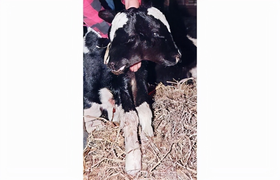 巴西一头转基因奶牛,巴西一头小牛生下来有两个头