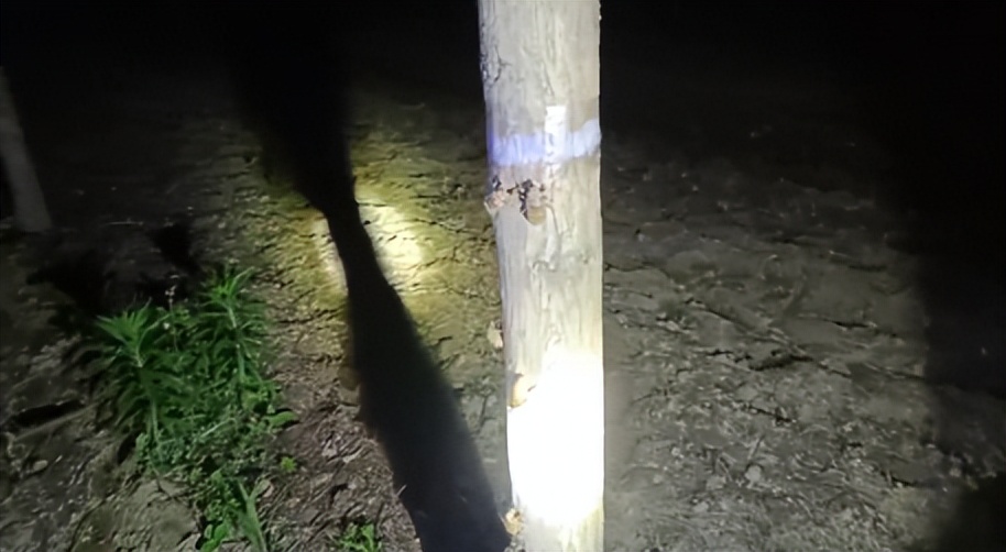 黄黄的小颗粒是什么虫子,跟白芝麻粒一样的虫卵是什么虫啊