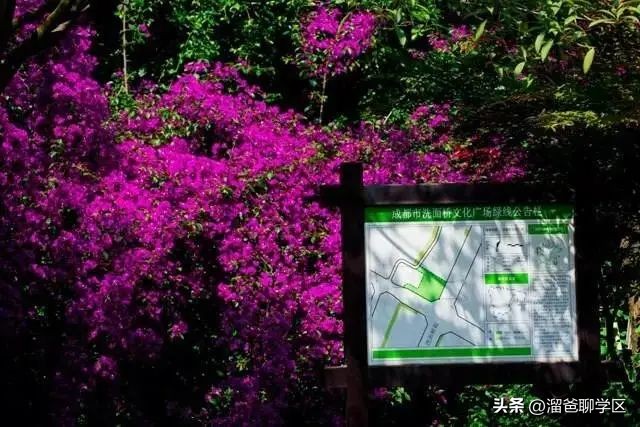 成都小学排名前十的小学,成都十大小学排名