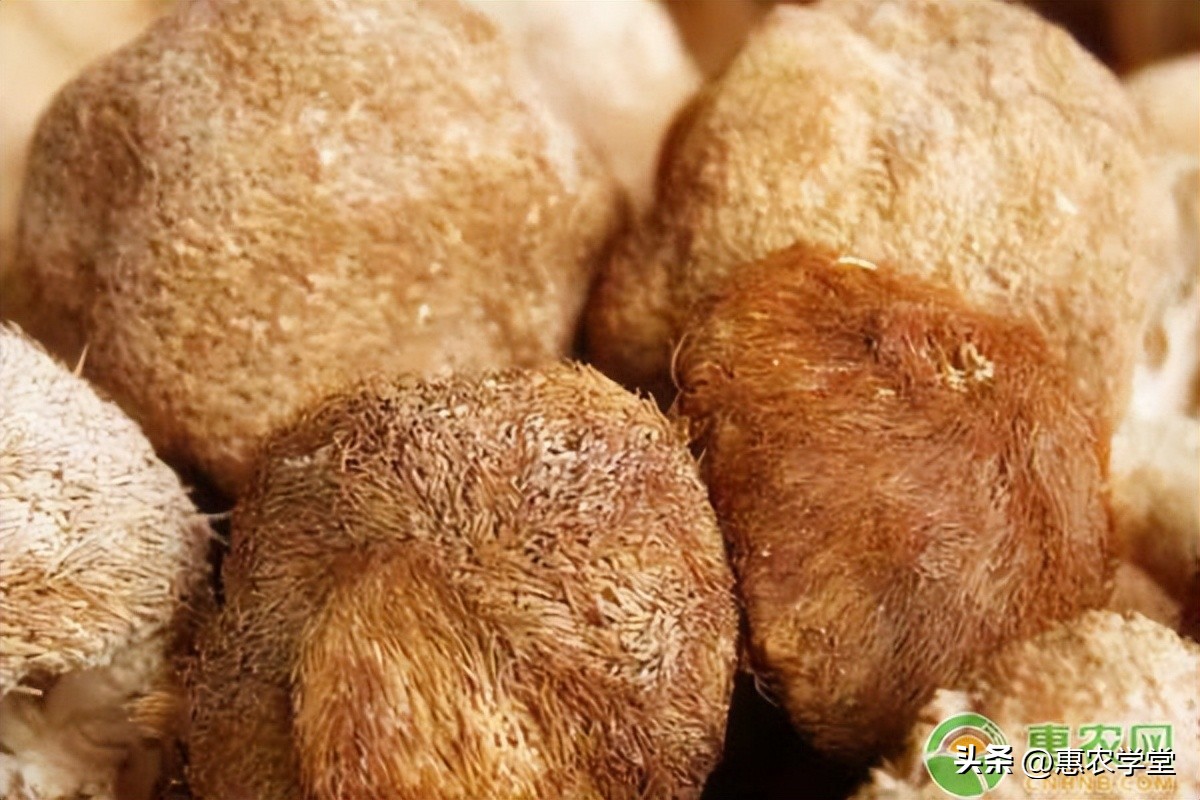 猴头菇市场价多少钱一斤,猴头菇价格多少一斤合适