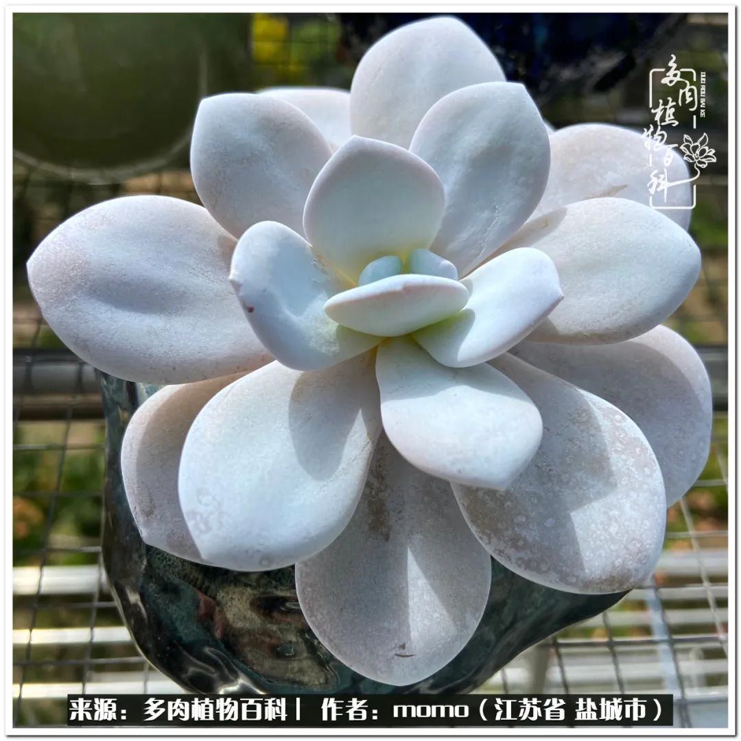 露养一个月的多肉图片,露养多肉春天外面过夜么