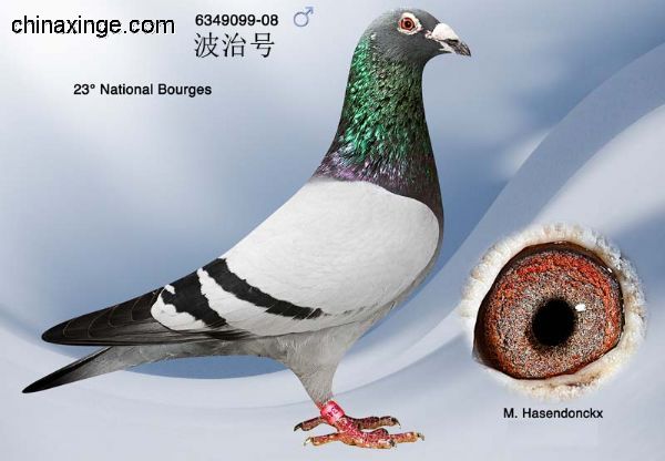 善良比利时莫里斯,比利时速度狂魔