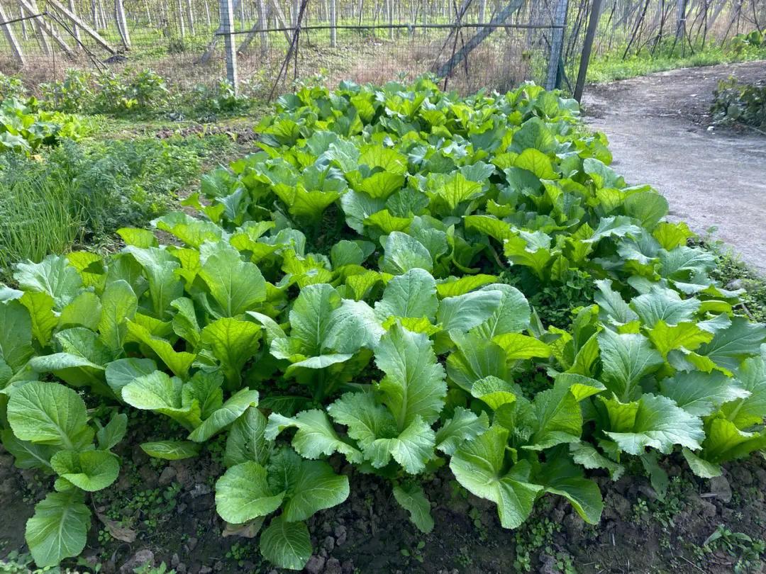 大豆油是最不健康的油吗,哪些油不含大豆油