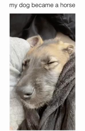 救助了小狗发现长大不简单,收养了一只小狗成长历程