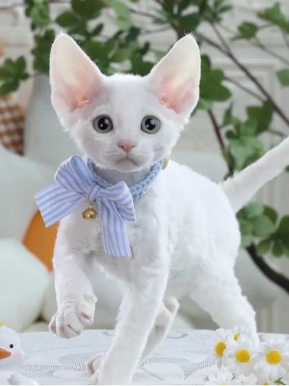 最贵的猫品种多少钱一只,2021年全球十大最昂贵的猫品种