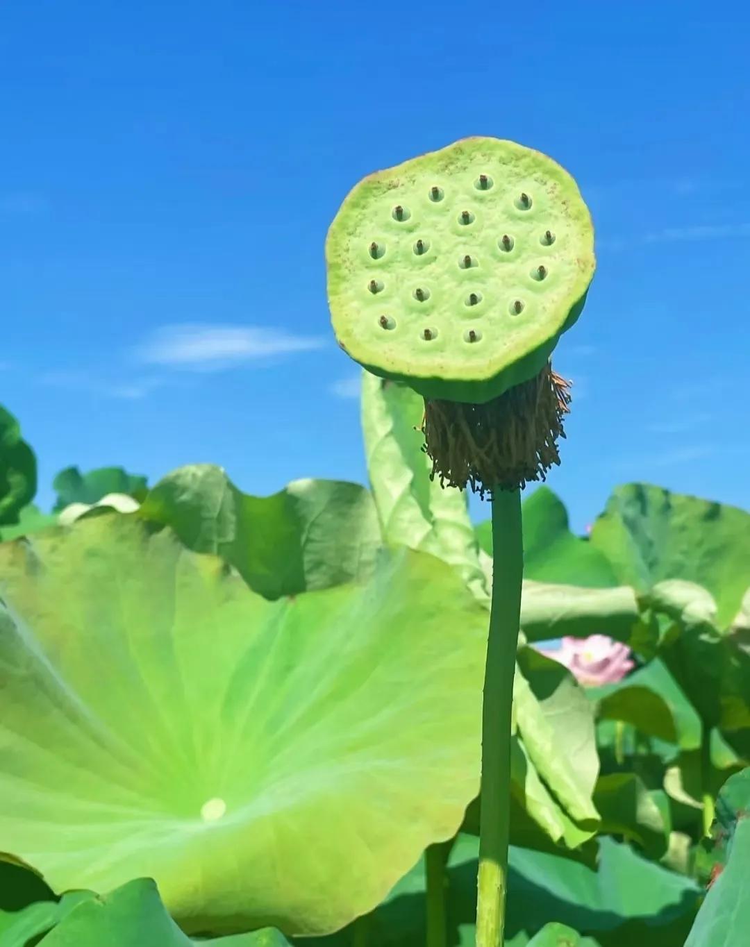 𝐒𝐡𝐚𝐫𝐞▪朋友圈背景图之荷花荷叶蓝天白云