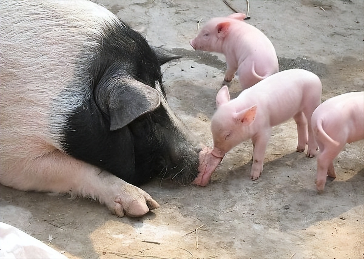 怎么给母猪清宫消炎？母猪如何清宫消炎？大家一定要收藏起来