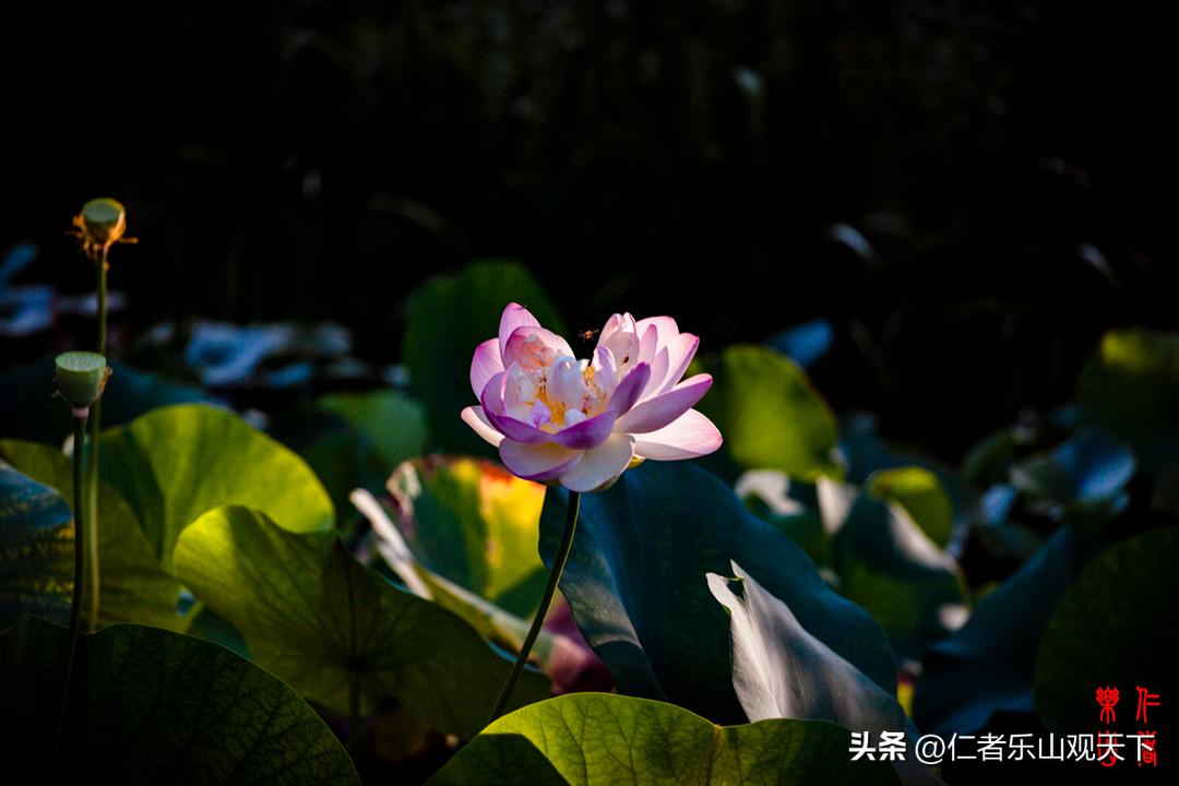 最后的摇曳——只为那绳命的回晃