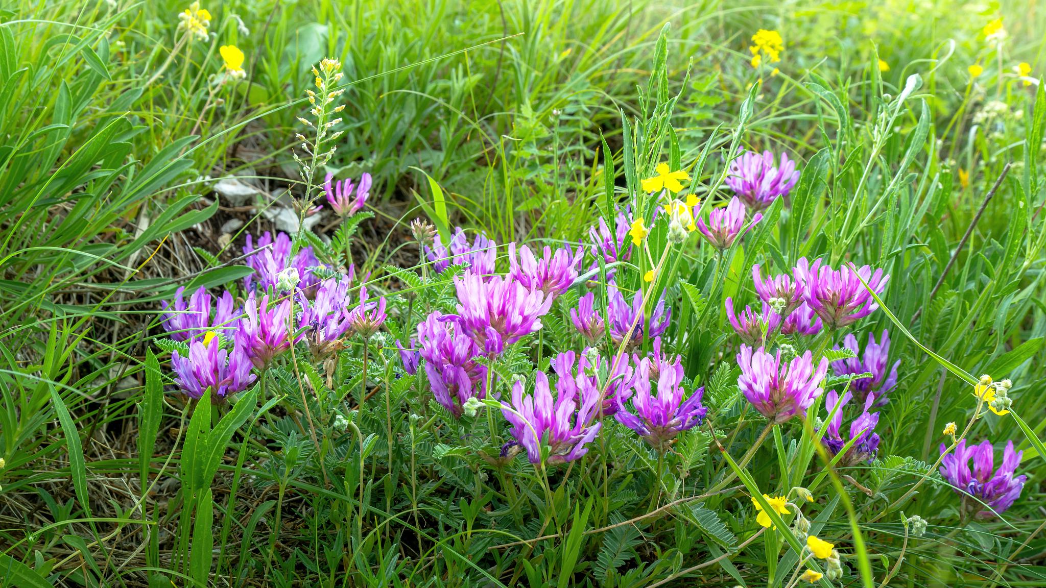 灼灼野花香，依依柳金黄，送您三首山花小诗，邂逅旧时岁月静好