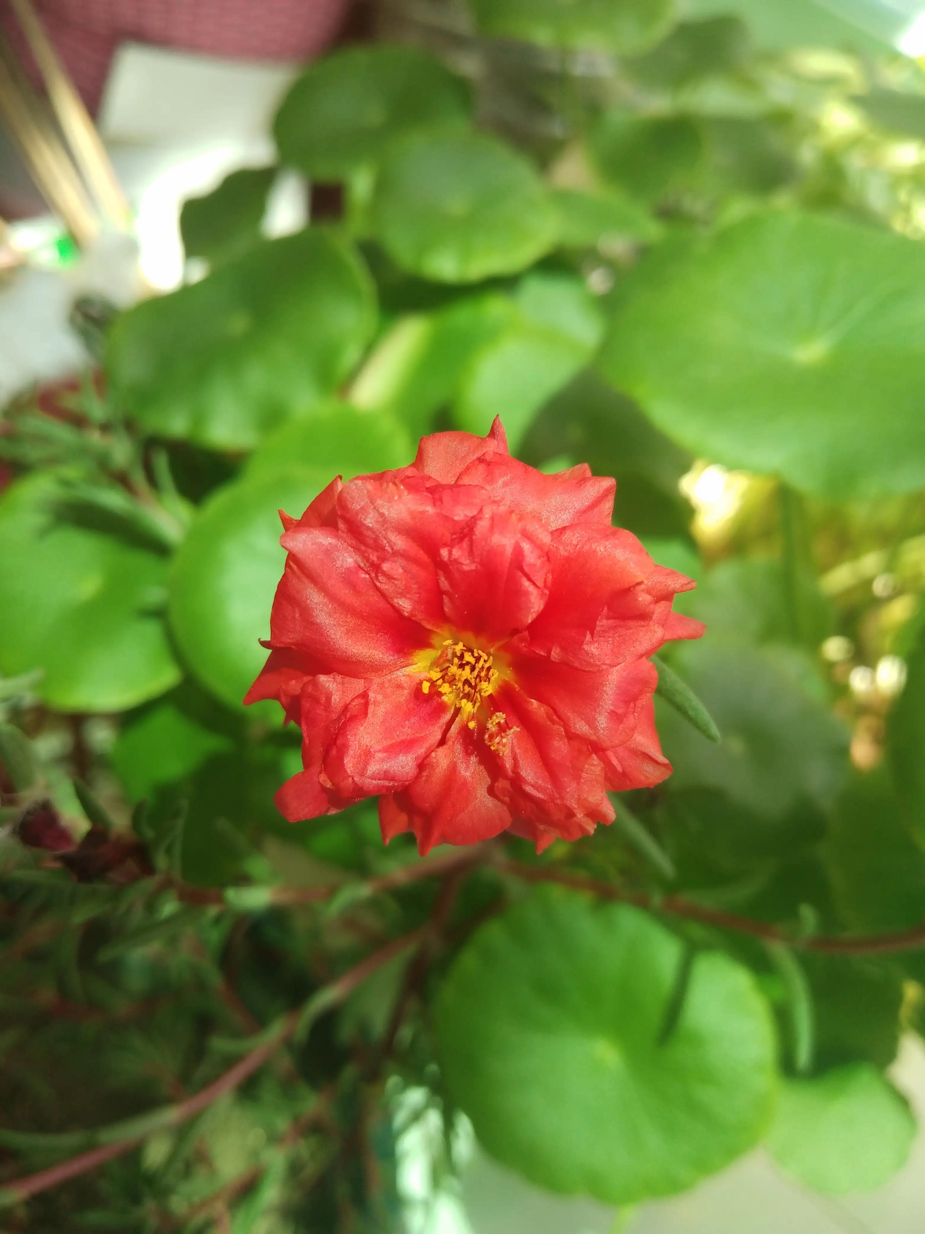 最好养的10种花排行第一名竟然是,好看又皮实勤花的花