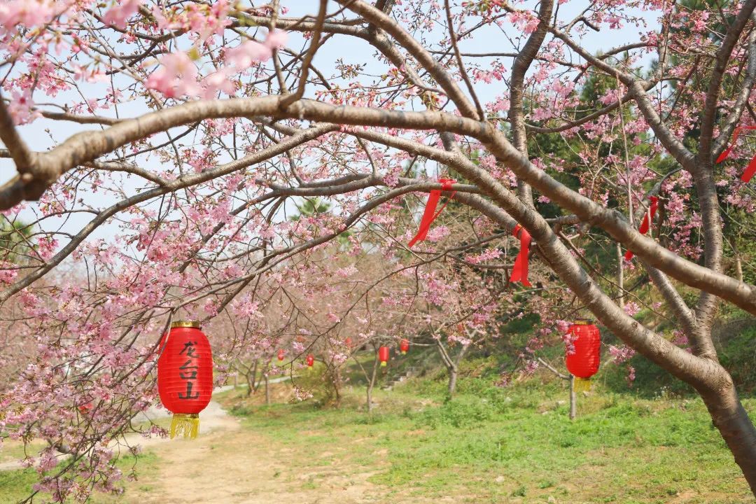 小众赏樱地,最好的赏樱地