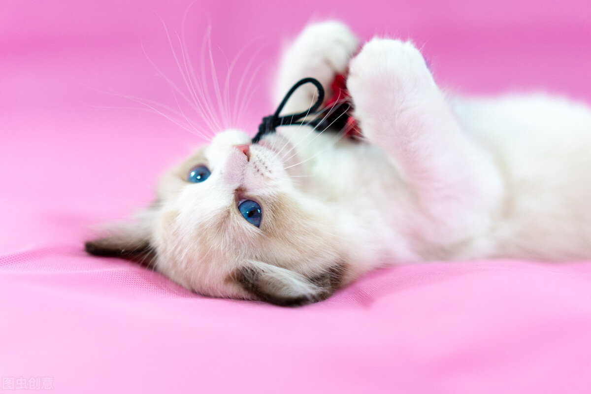 养猫必看101条新手养猫常识,新手养猫攻略养猫必备清单超全