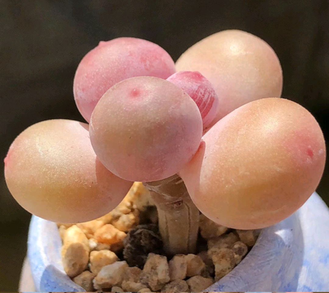 十二卷多肉的品种图鉴,100种多肉植物图片大全