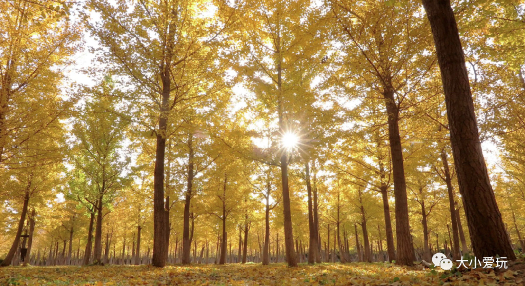 银杏最美的地方,这九个美丽的地方你想去看看吗