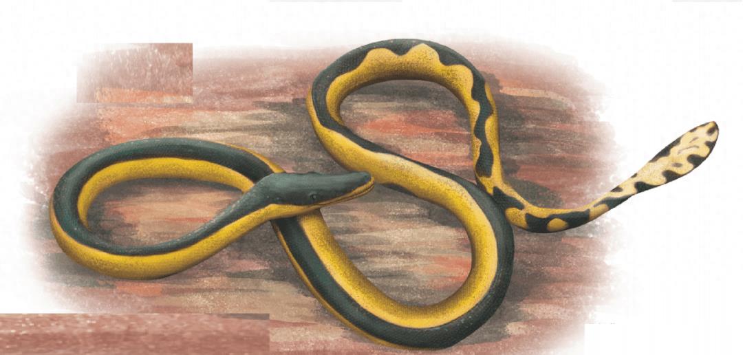 深海狩猎者的宝藏在哪,深海狩猎奥奇传说