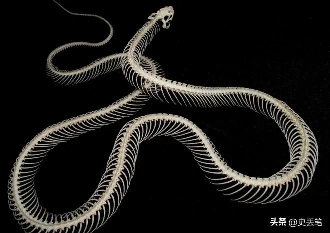 他将蛇骨做成戒指和首饰，最高一件可以卖到1500万越南盾