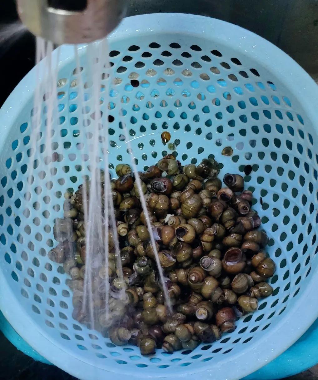 螺蛳怎么煮入味,贵州炒麻辣螺丝教学