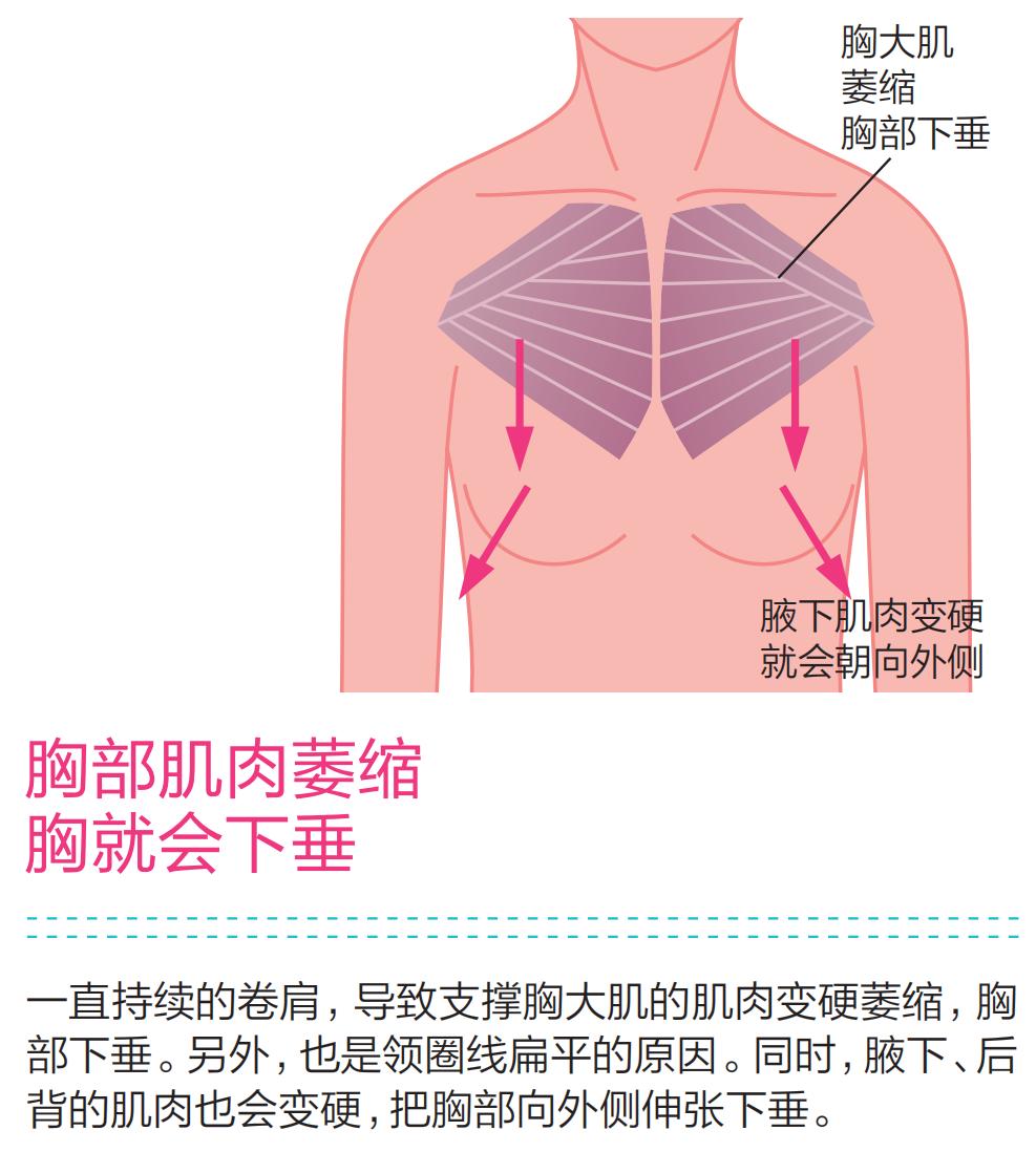 胸部赘肉很多胸部下垂该怎样调理,肥胖导致胸部下垂怎么恢复