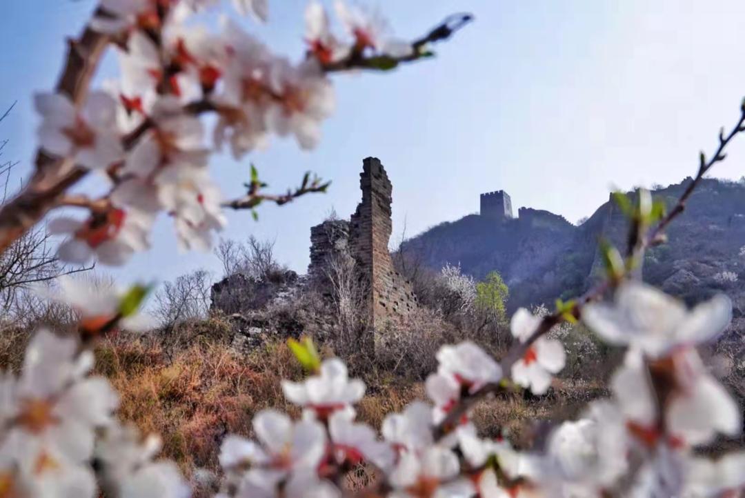 秦皇岛长城邂逅花季,芳菲万里!