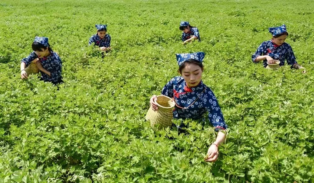 康养型酒店的现状,康养酒店最新风格