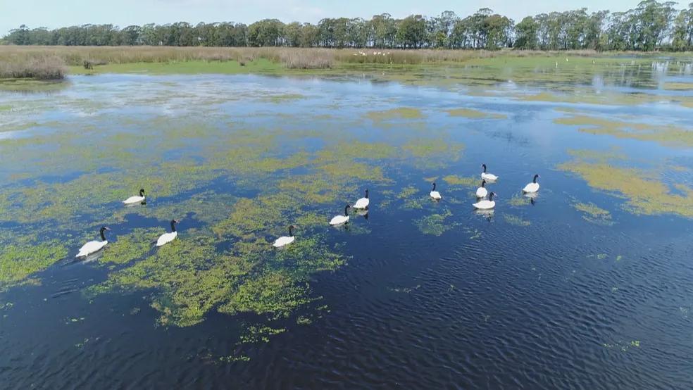 全球首例禽流感,全球禽流感确诊情况