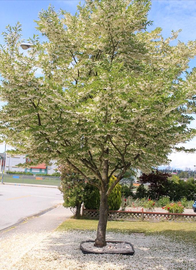 鏃ユ湰闆爲,鏃ユ湰闆搩