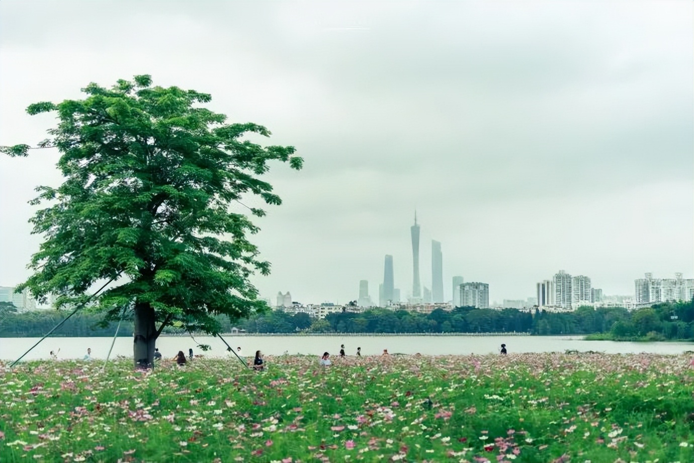 广州哪里有花海的景区,广州南沙区有哪些花海