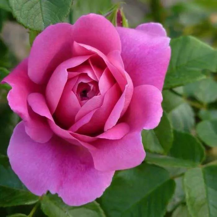 月季安妮公主怎么养,美人丽芙法式优雅月季