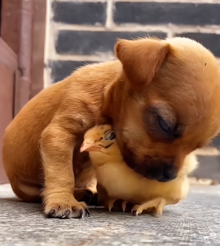 狗界巅峰中华田园犬,狗界巅峰的狗子