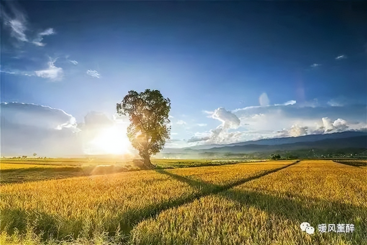 椰树牌椰汁怎么做好喝,椰树椰汁好喝更解渴