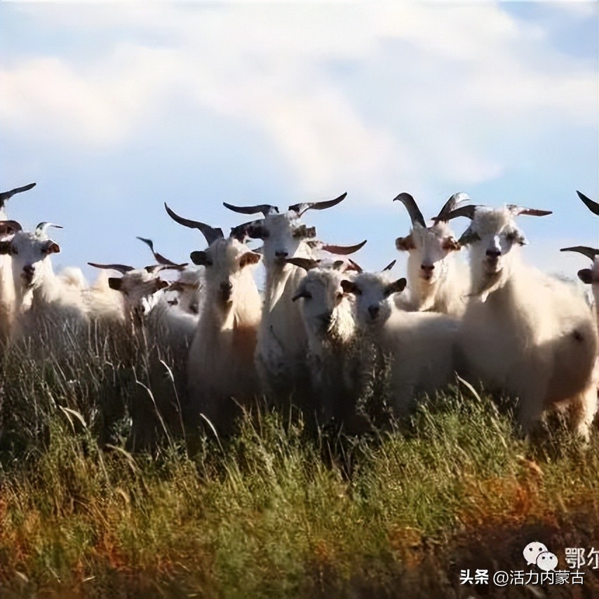 这场“羊”运会，内蒙古申请出战！