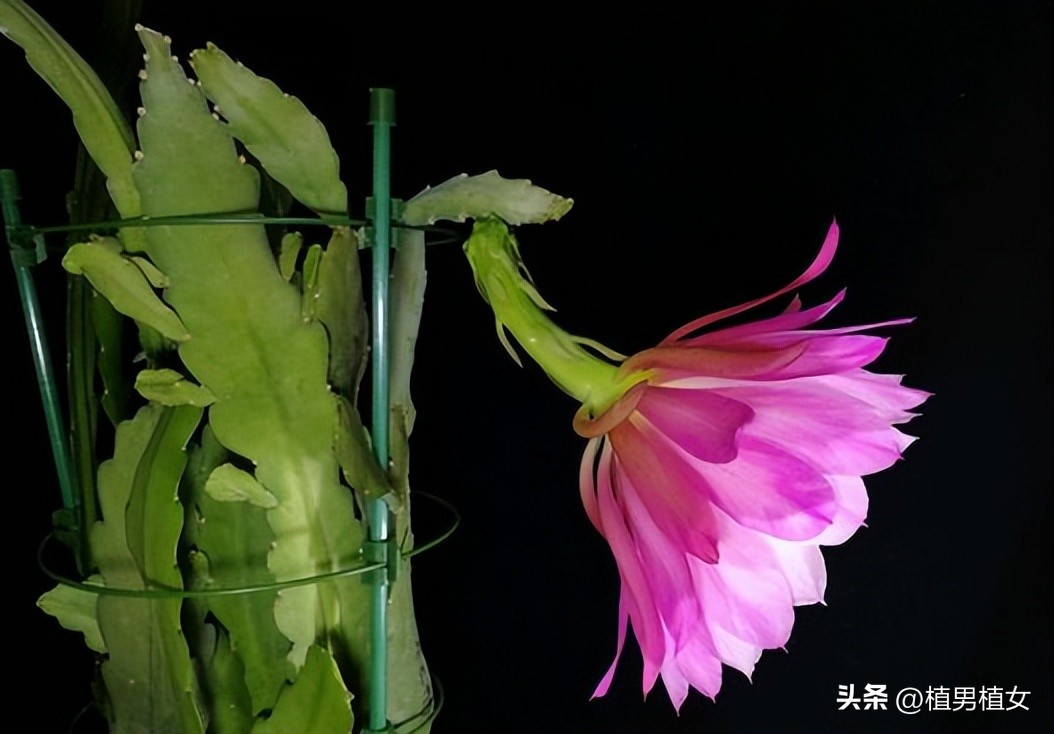 想养花又没地方放,想养花又不想打理