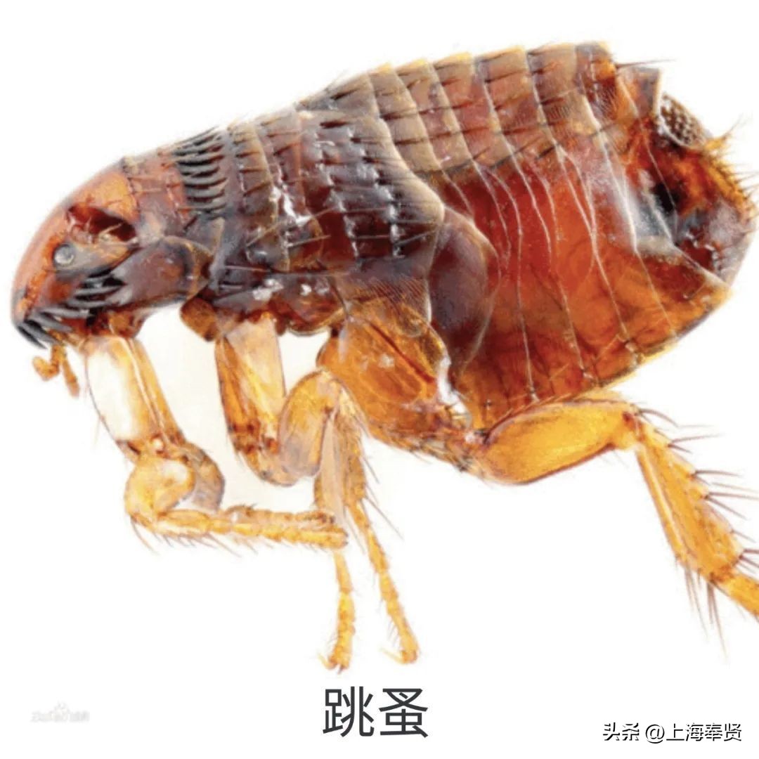 夏季被虫子咬了怎么办,夏季皮肤病攻略虫咬感染篇