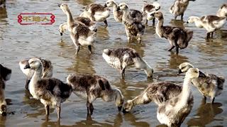 牛哇!汕头这家老店凭一锅祖传卤水,惹得天天向上和蔡澜也来采访