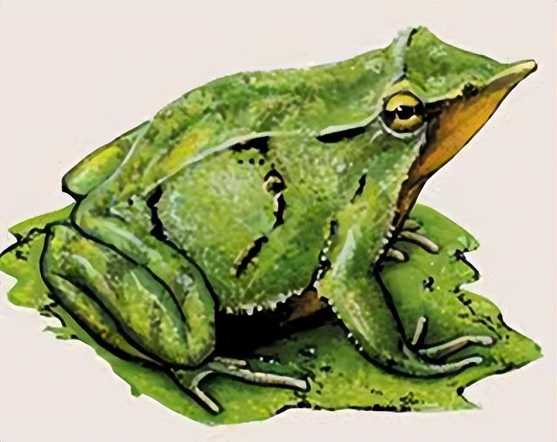 曾侯乙的身份象征,曾侯乙七大未解之谜