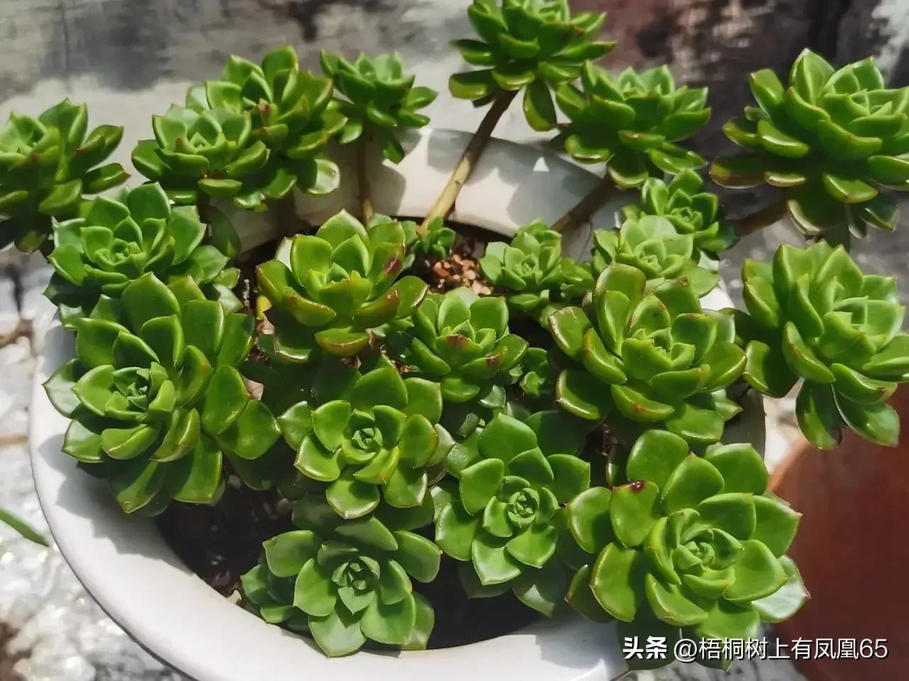 不好也不坏下一句,火焰蒂亚为什么不红