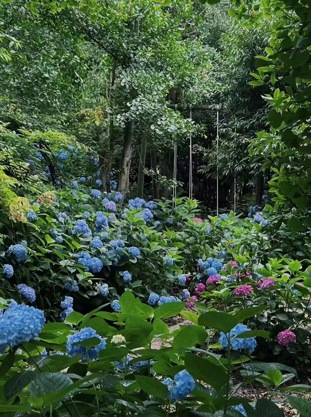 躲进山里民宿,躲在深山老林的民宿